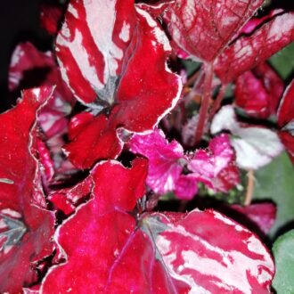 Begonia Red Bull