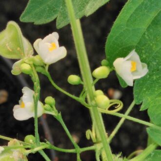 Cardiospermum halicacabum