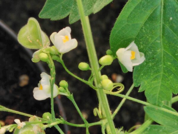 Cardiospermum halicacabum