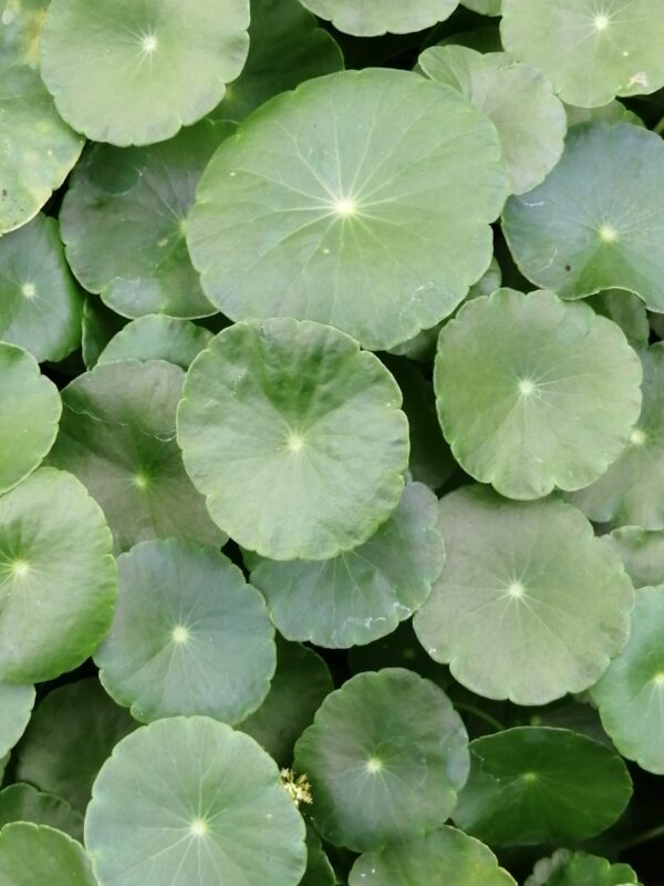 Centella asiatica 'Lucky Leaves'