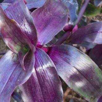 Tripogandra serrulata 'Purple Scimitars'
