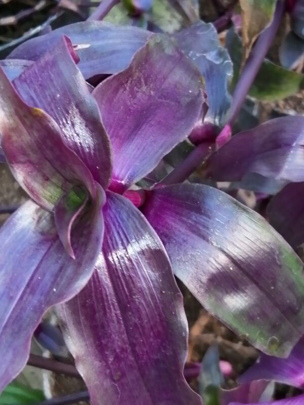 Tripogandra serrulata 'Purple Scimitars'