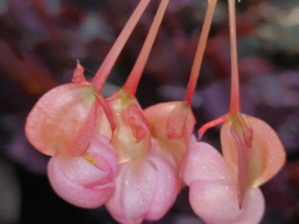 Begonia fuchsioides