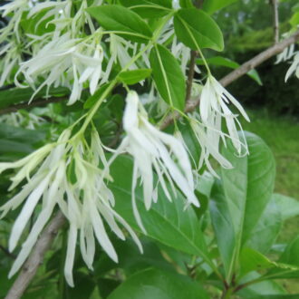 Chionanthus virginicus