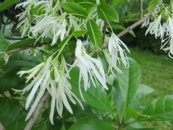 Chionanthus virginicus