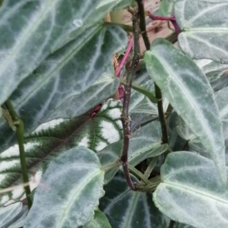 Cissus amazonica