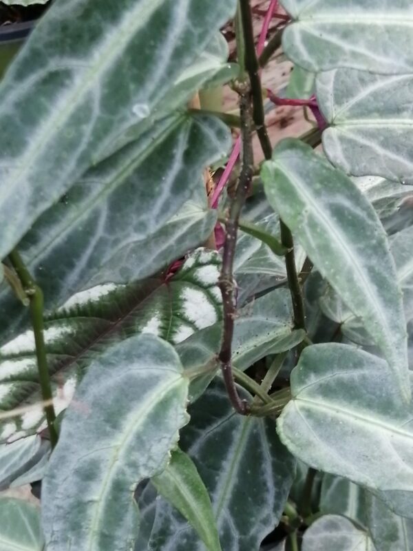 Cissus amazonica