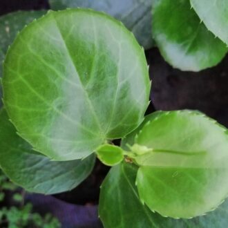 Cissus rotundifolia
