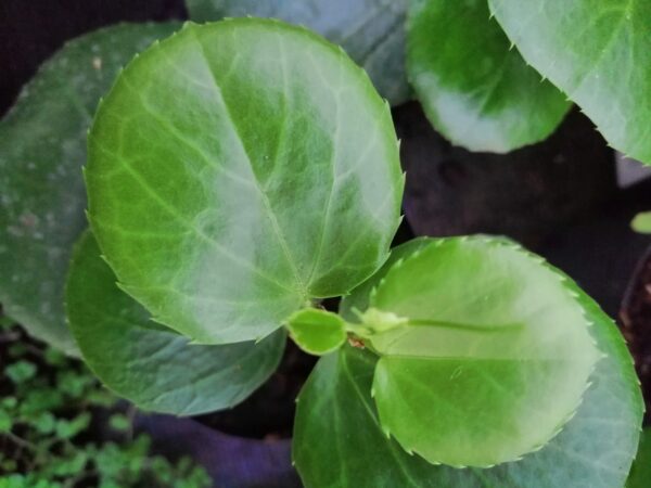 Cissus rotundifolia