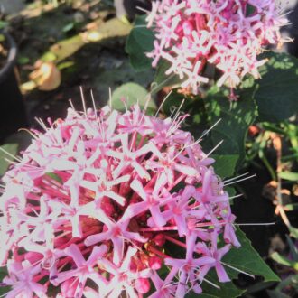 Clerodendron bungei