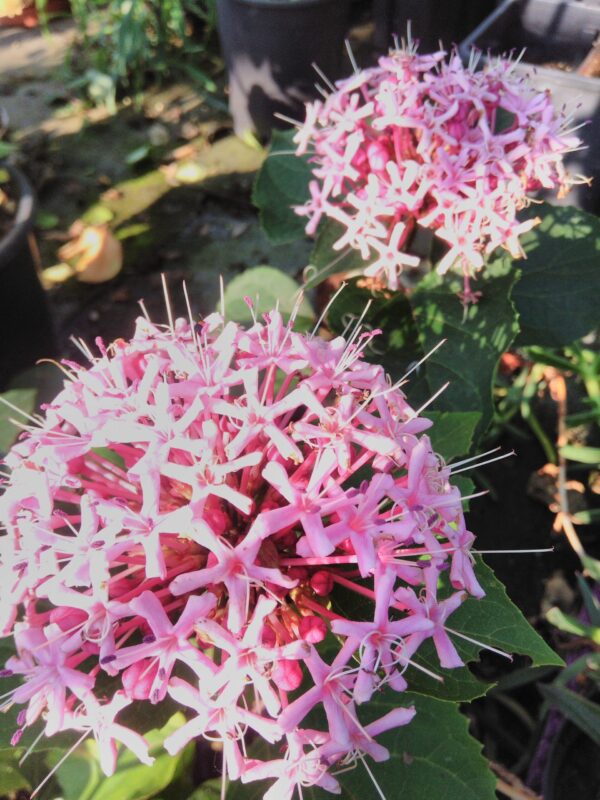 Clerodendron bungei