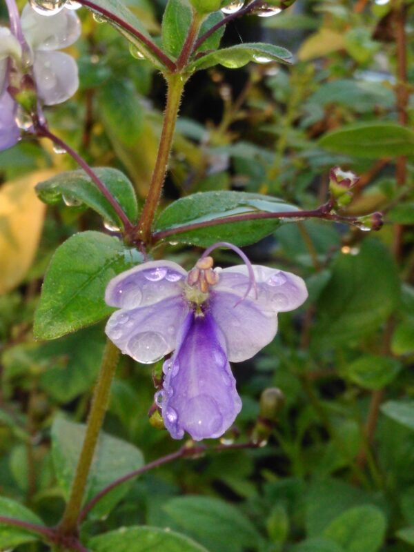 Clerodendron myricoides 'ugandese'