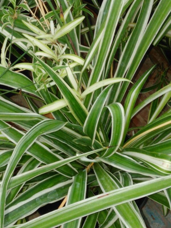 Clorophytum comosum, Falangio