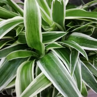 Clorophytum comosum Ocean