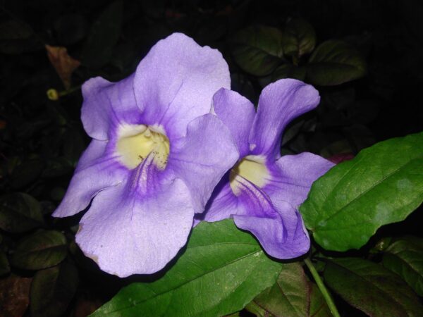 Thumbergia grandiflora