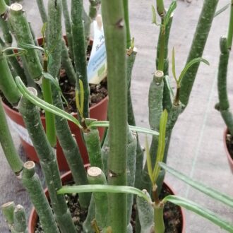 Ceropegia dichotoma