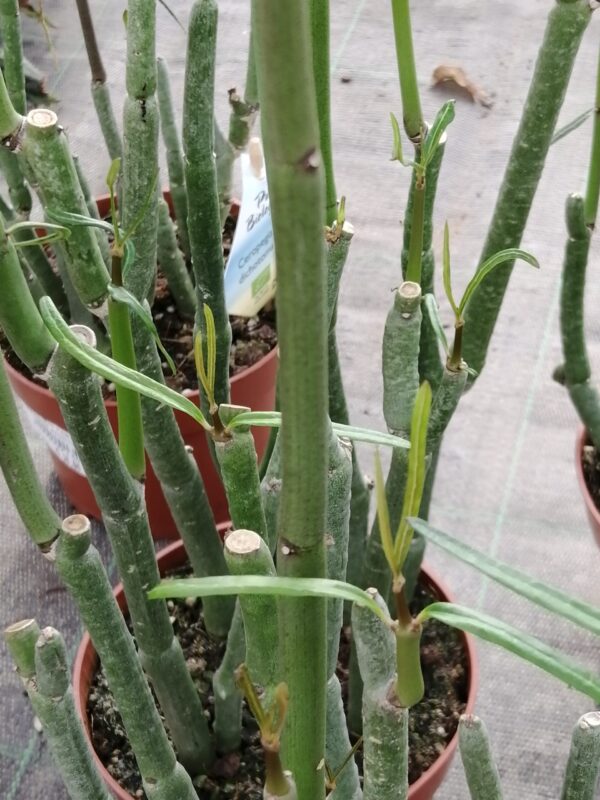 Ceropegia dichotoma