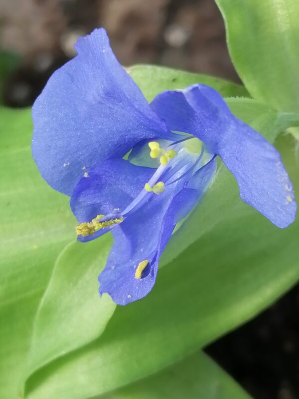 Commelina tuberosa Hopleys Variegated