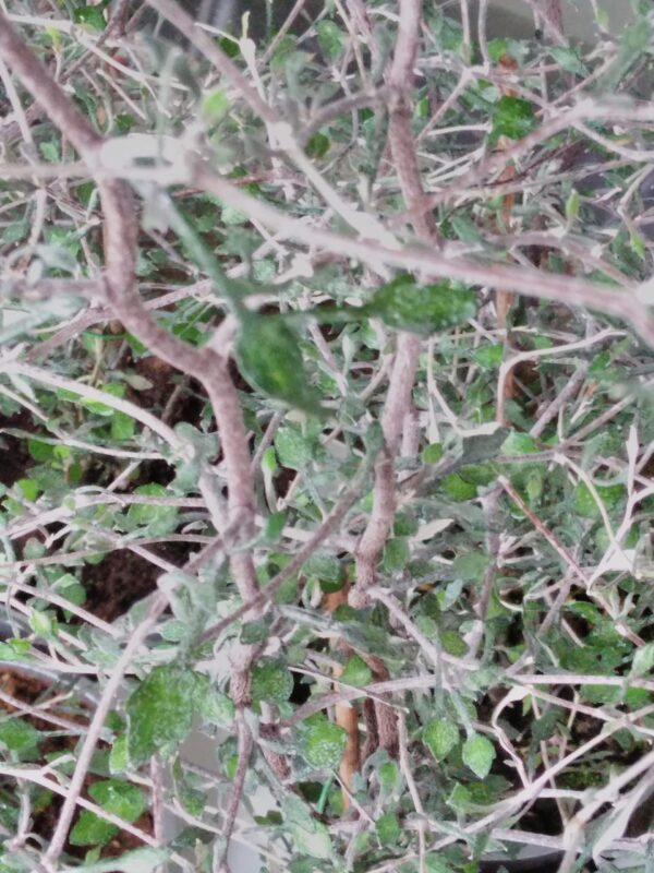 Corokia cotoneaster