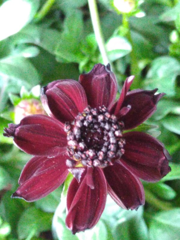 Cosmos atrosang. 'Chocolate'