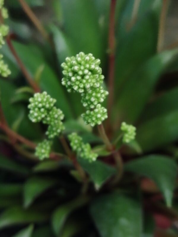 Crassula orbicularis var. rosularis