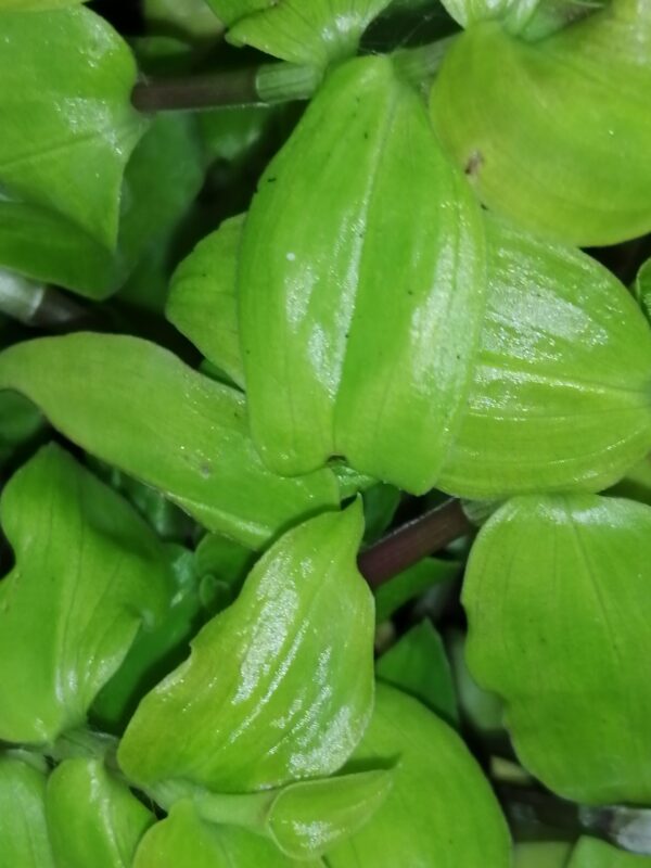 Callisia Morning Light