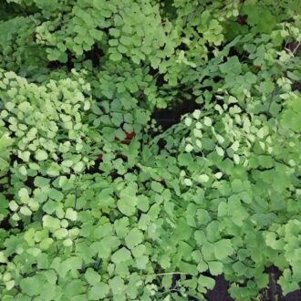 Adiantum capillus-veneris Capelvenere