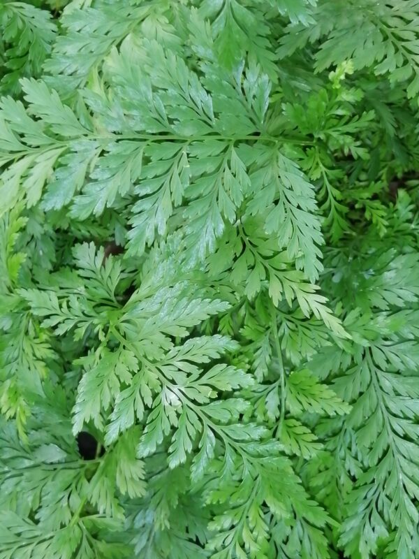Davallia humata tyermanii, White Rabbit's foot Fern