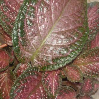 Episcia 'Strawberry Patch'