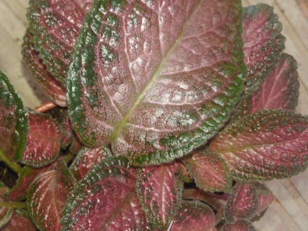 Episcia 'Strawberry Patch'