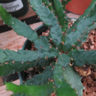 Euphorbia stellata