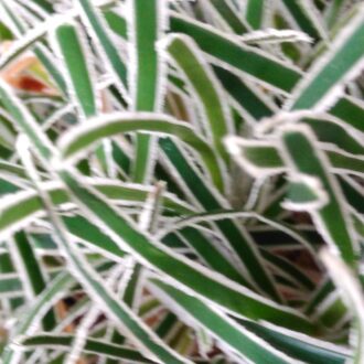 Ficinia truncata 'Ice Crystal'