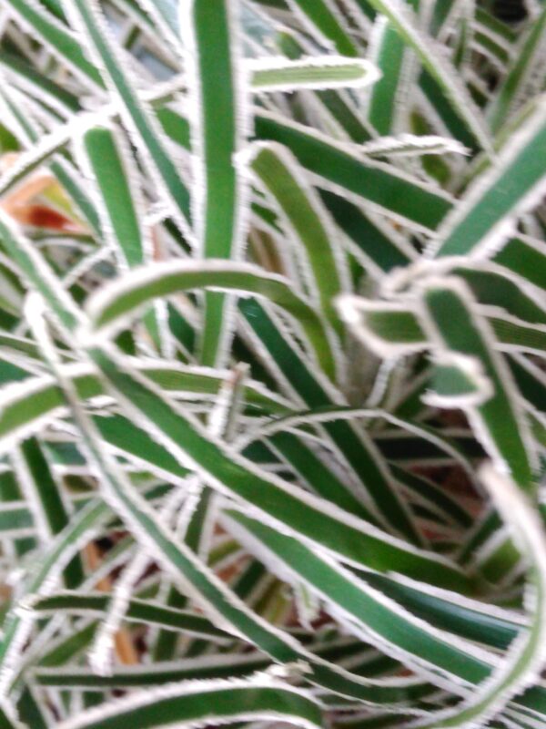 Ficinia truncata 'Ice Crystal'