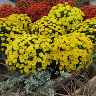 Fiori stagionali