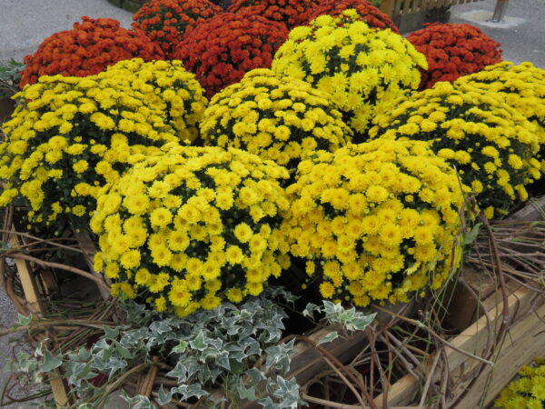 Fiori stagionali