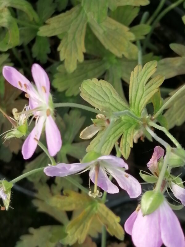 Geranium maculatum Espresso