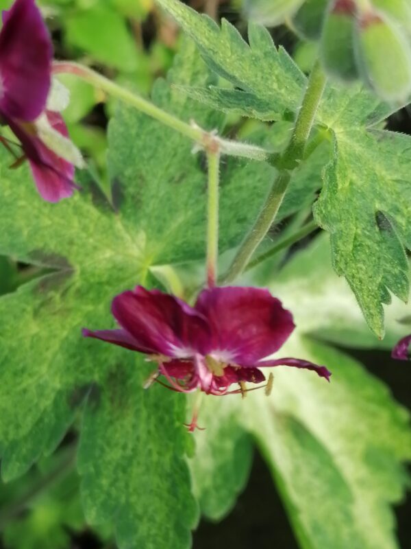 Geranium phaeum Raven