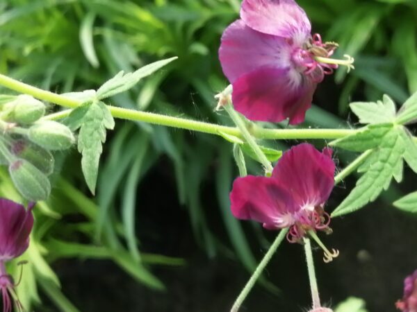Geranium phaeum Samobor