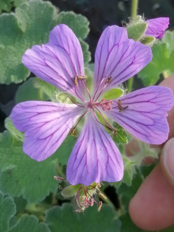 Geranium x magnificum Rosemoore