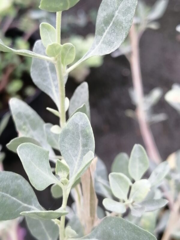 Atriplex halimus , Pianta del Sale