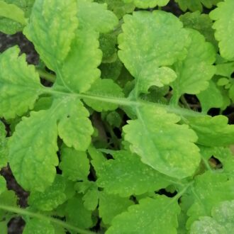 Chelidonium majus