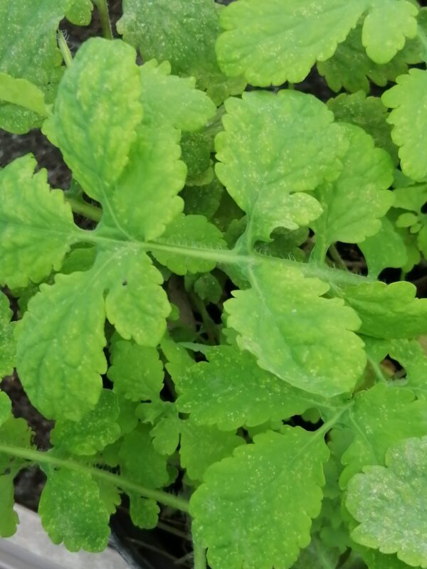 Chelidonium majus