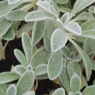 Sideritis syriaca