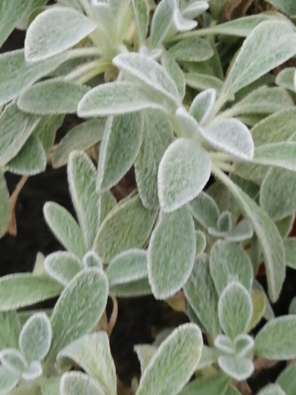 Sideritis syriaca