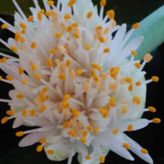 Haemanthus albiflos