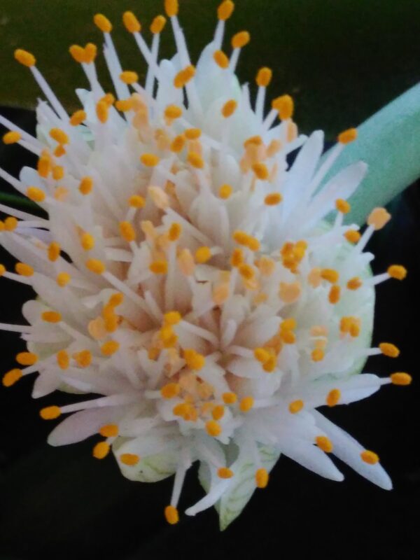 Haemanthus albiflos