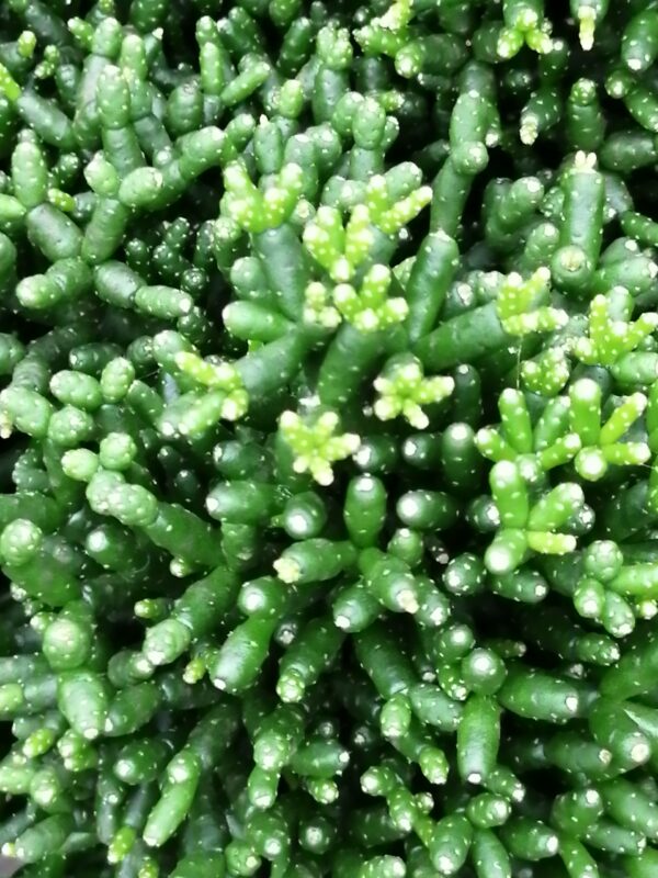 Haitiora salicornioides