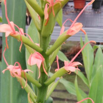 Hedychium angustifolium