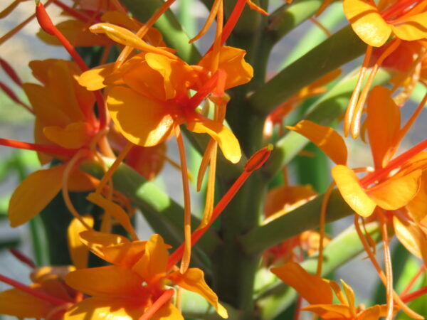Hedychium coccineum