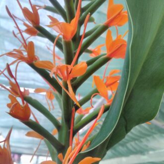 Hedychium coccineum 'Tara'